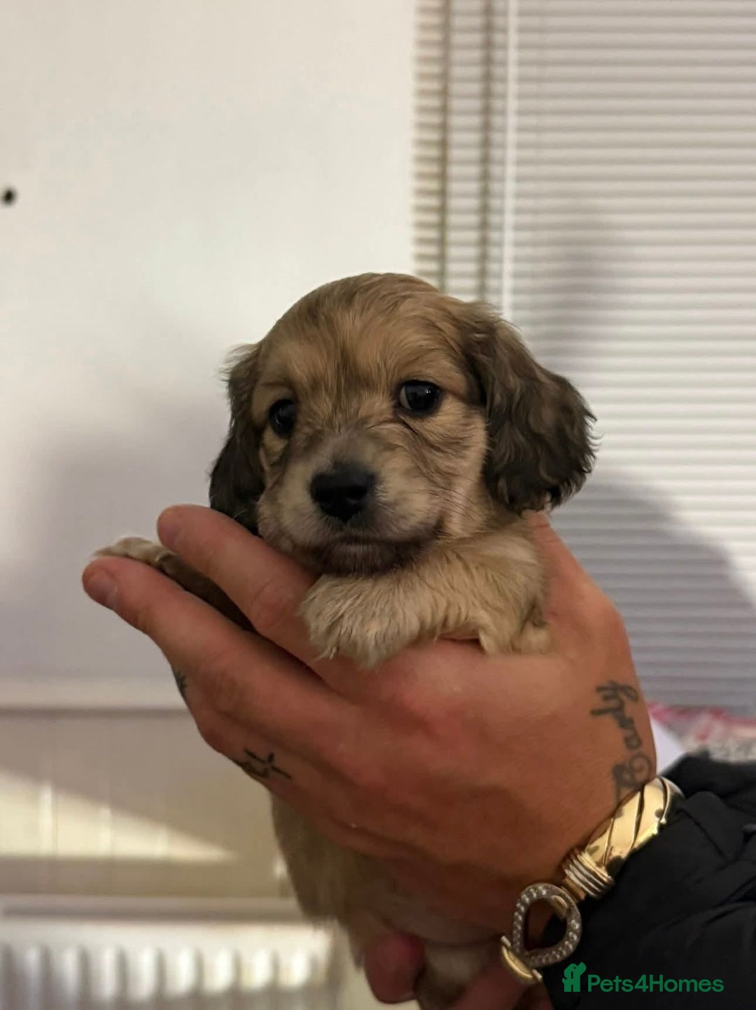 Miniature Dachshund dogs for sale: Miniature log haired - Advert 3