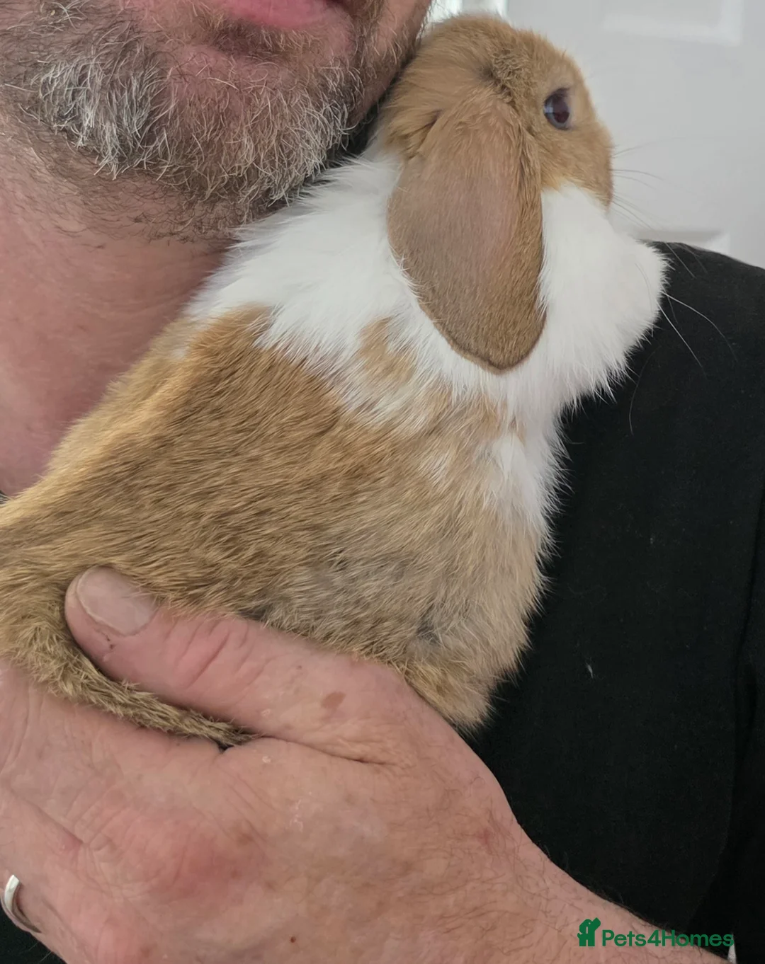 Mini Lop rabbits for sale: Mini lop bunnies ready to leave in Bedford - Advert 2