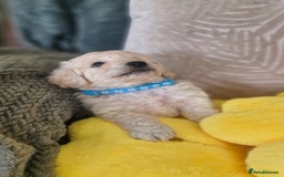 Mixed Breed dogs for sale: Maltipoo puppies  - Image 7