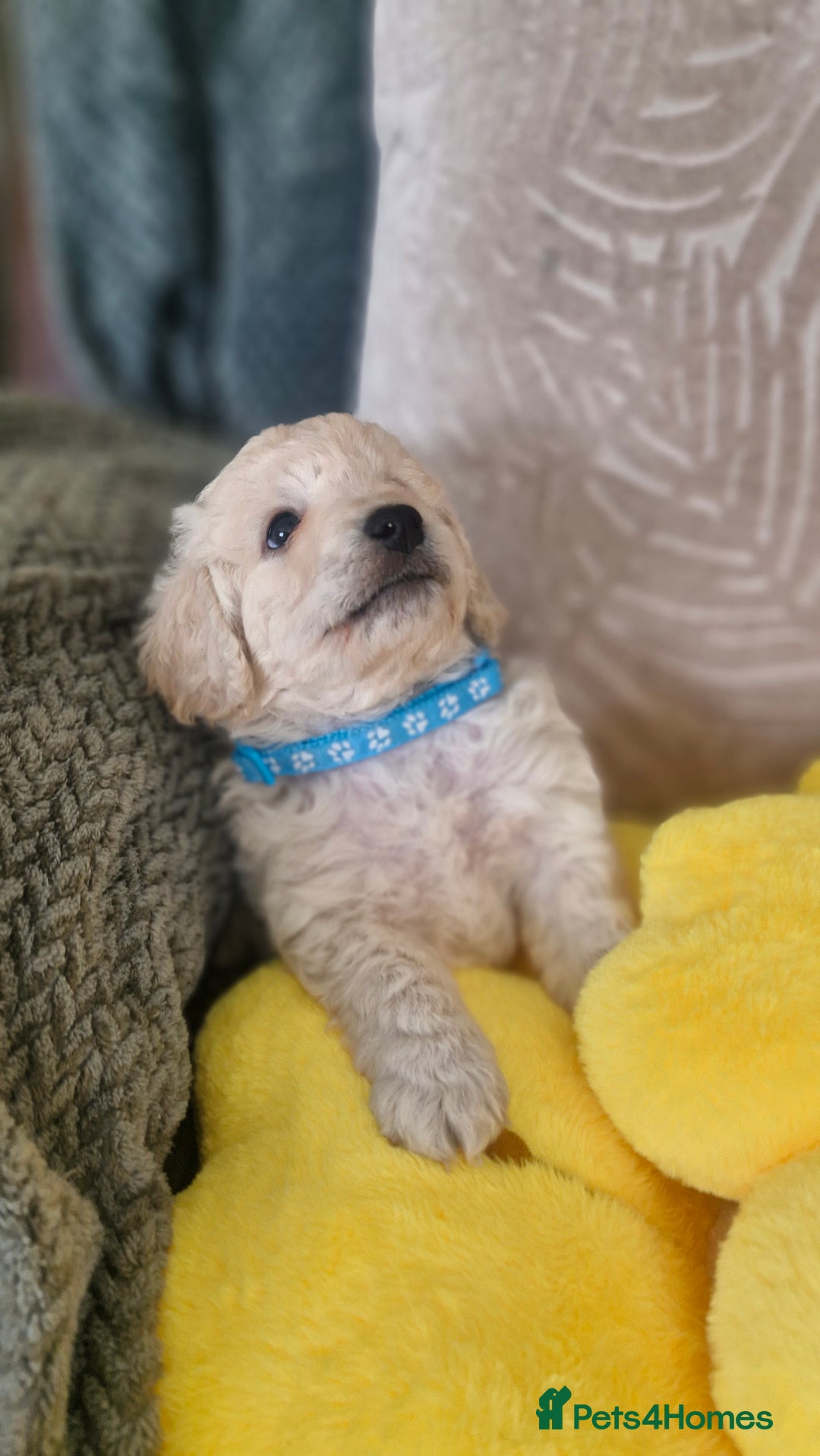 Mixed Breed dogs for sale: Maltipoo puppies  - Image 7