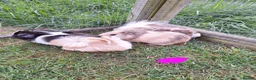 Guinea Pig rodents for sale: Male and female guinea pigs for sale  - Advert 3