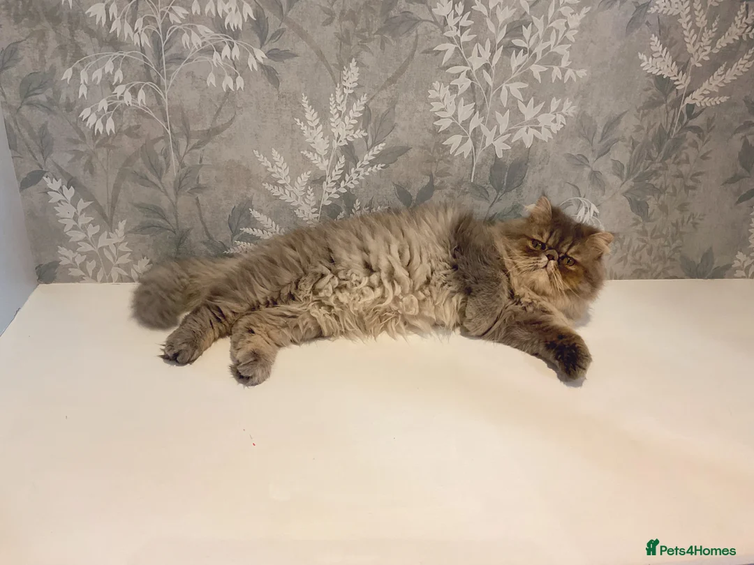 Persian cats for sale: Beautiful Blue Exotic Longhaired Persian Boy - Advert 2