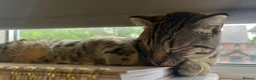 Bengal cats for sale: ❤️SCOTTISH FOLD + BENGAL CAT FOR SALE (FEMALE CAT) in High Wycombe - Advert 3