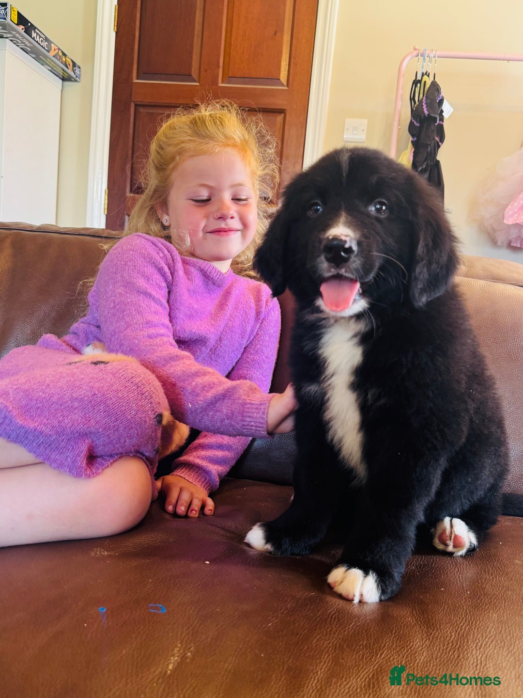 Mixed Breed dogs for sale: Labernese x Bernese mountain dog puppies READY NOW - Image 1