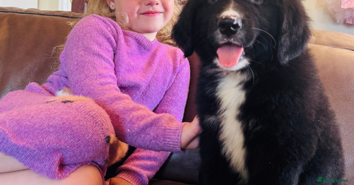 Full Grown Bernese Lab Mix Labrador Retriever Bernese Mountain Dog