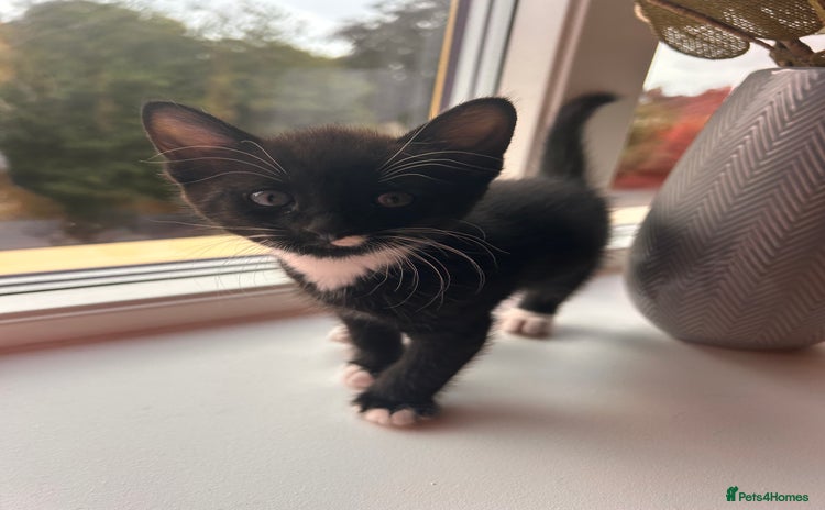 Domestic Shorthair cats - Advert 8