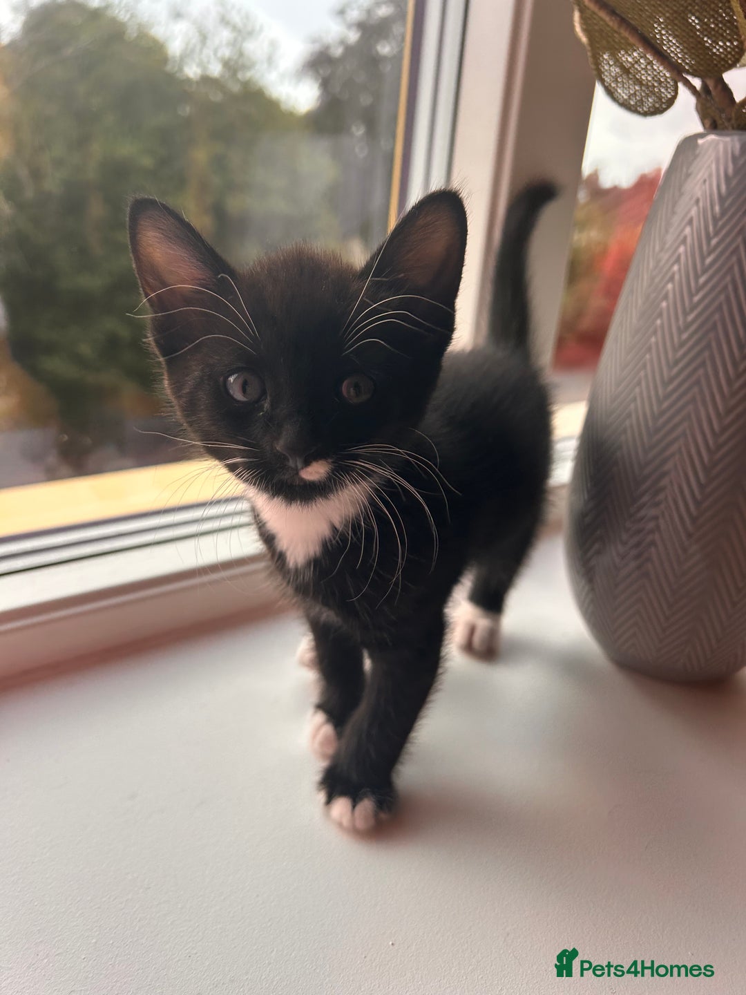 Domestic Shorthair cats for sale: Two kittens  - Image 1