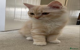 Siberian cats for sale: ✨ Siberian Kitten (ready for her new home now) ✨ - Image 3