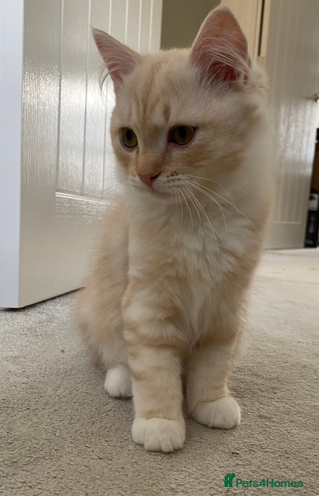 Siberian cats for sale: ✨ Siberian Kitten (ready for her new home now) ✨ - Image 3