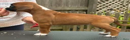 Boxer dogs for sale: Health tested parents in Retford - Advert 6