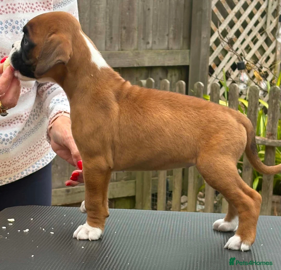 Boxer dogs for sale: Health tested parents in Retford - Advert 6