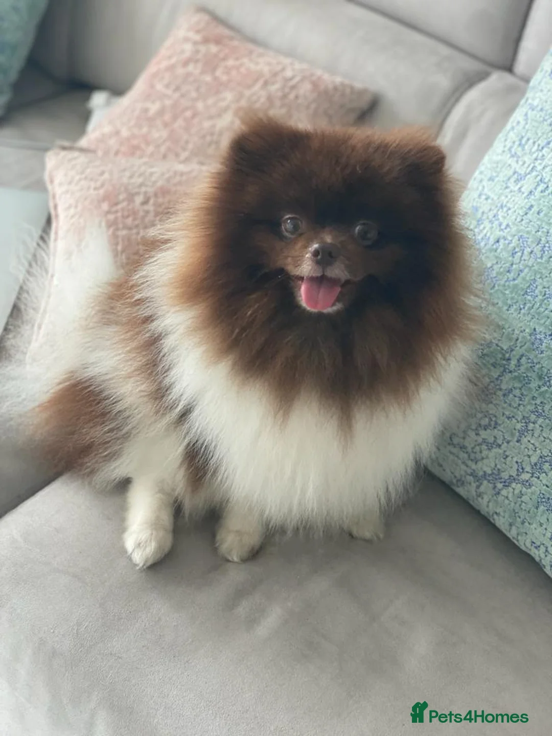 Pomeranian dogs for sale: Cute Pomeranian Boys and Girls  - Advert 40