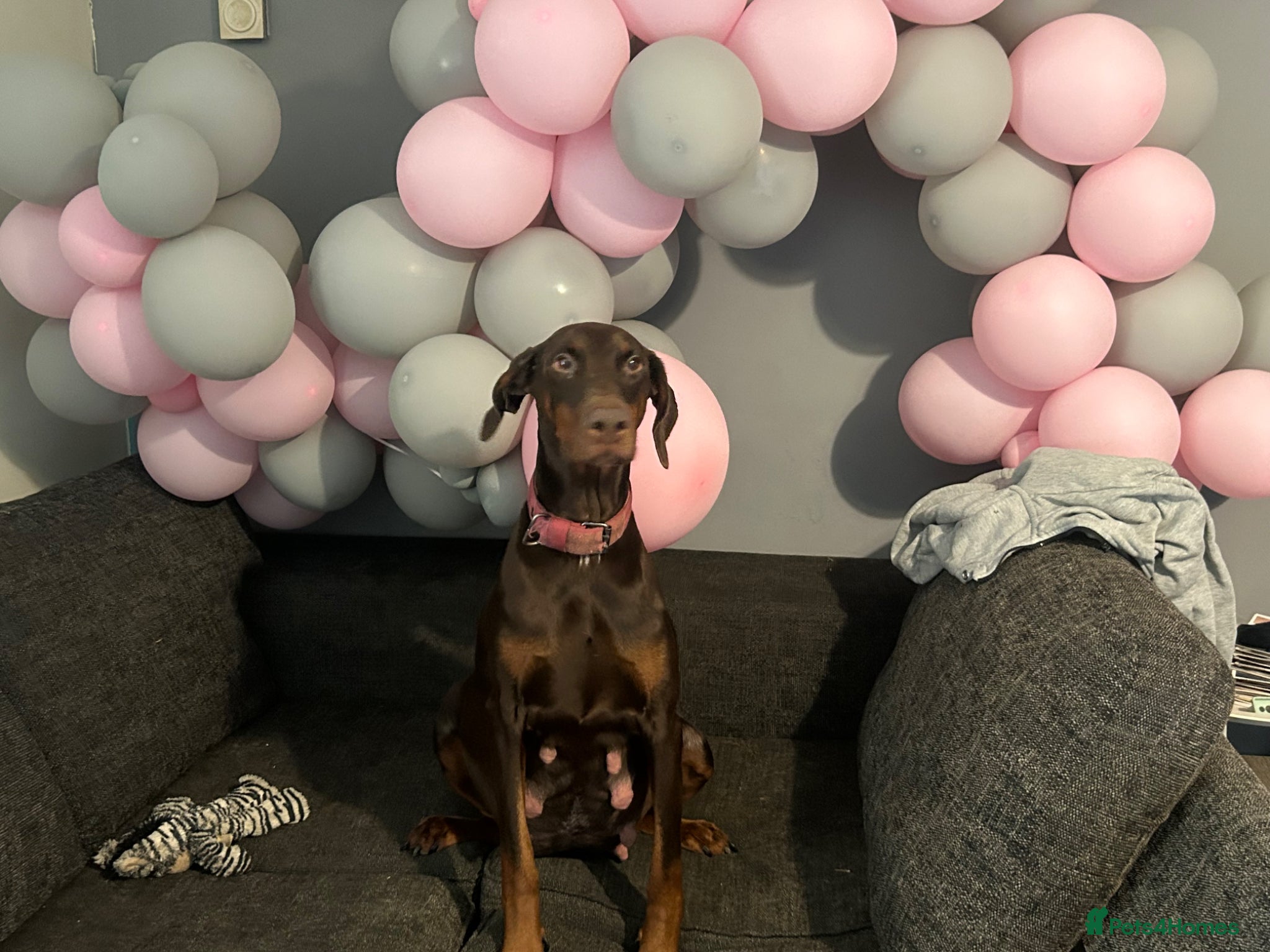 Dobermann dogs 7 beautiful Dobbman puppies  - Advert 3