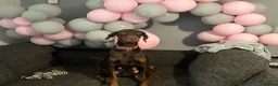 Dobermann dogs for sale: 7 beautiful Dobbman puppies  - Advert 1