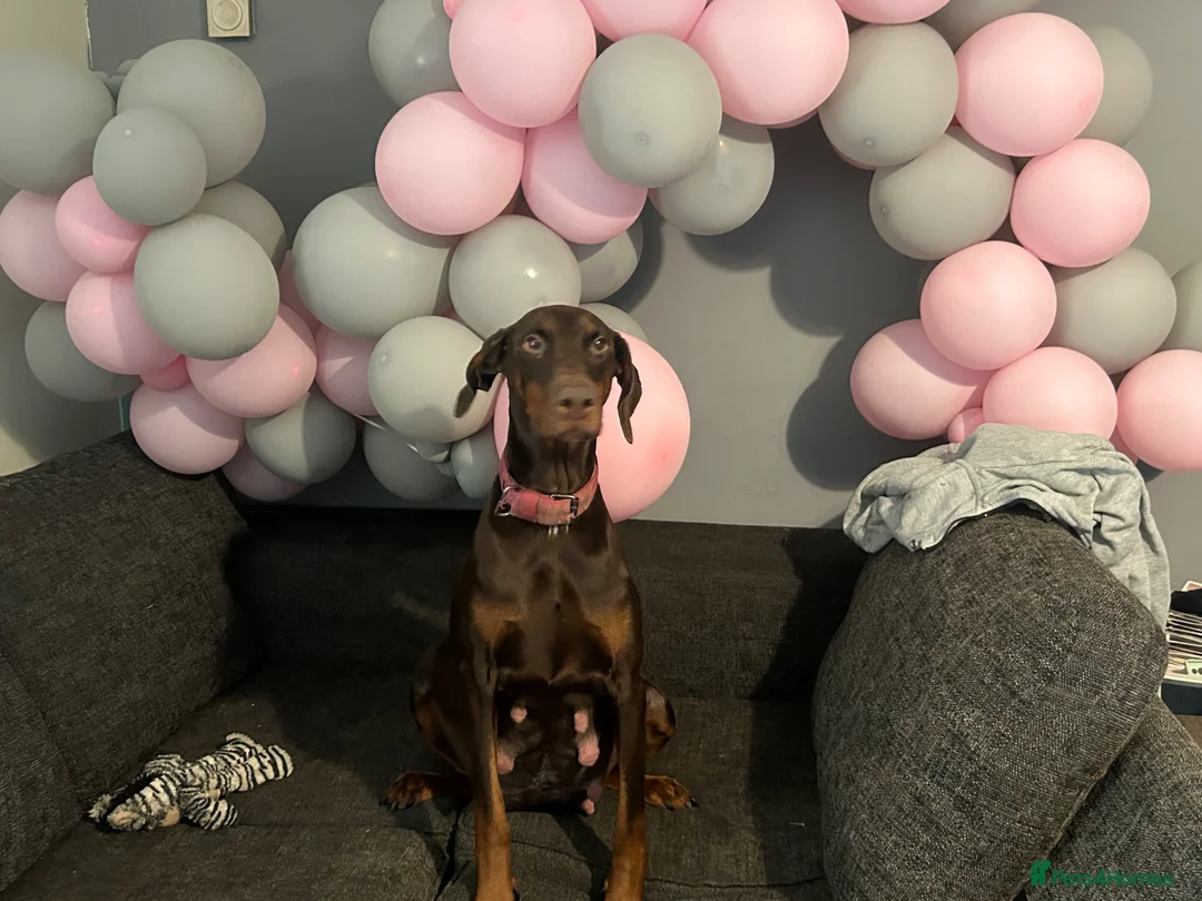 Dobermann dogs for sale: 7 beautiful Dobbman puppies  - Advert 1