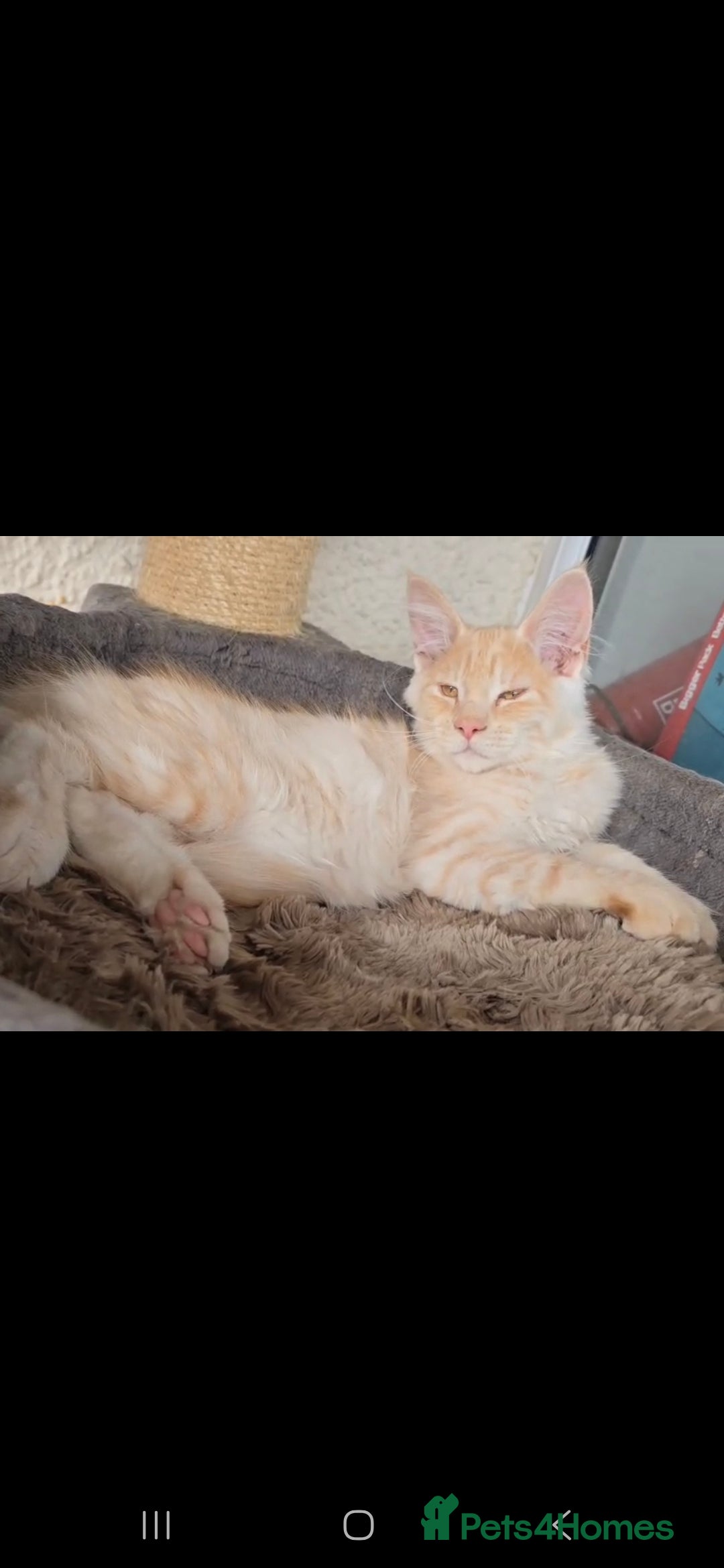 Maine Coon cats for sale: VARIOUS FULL PEDIGREE MAINE COON KITTENS FOR SALE in Rotherham - Image 3