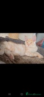 Maine Coon cats in Rotherham - Advert 2