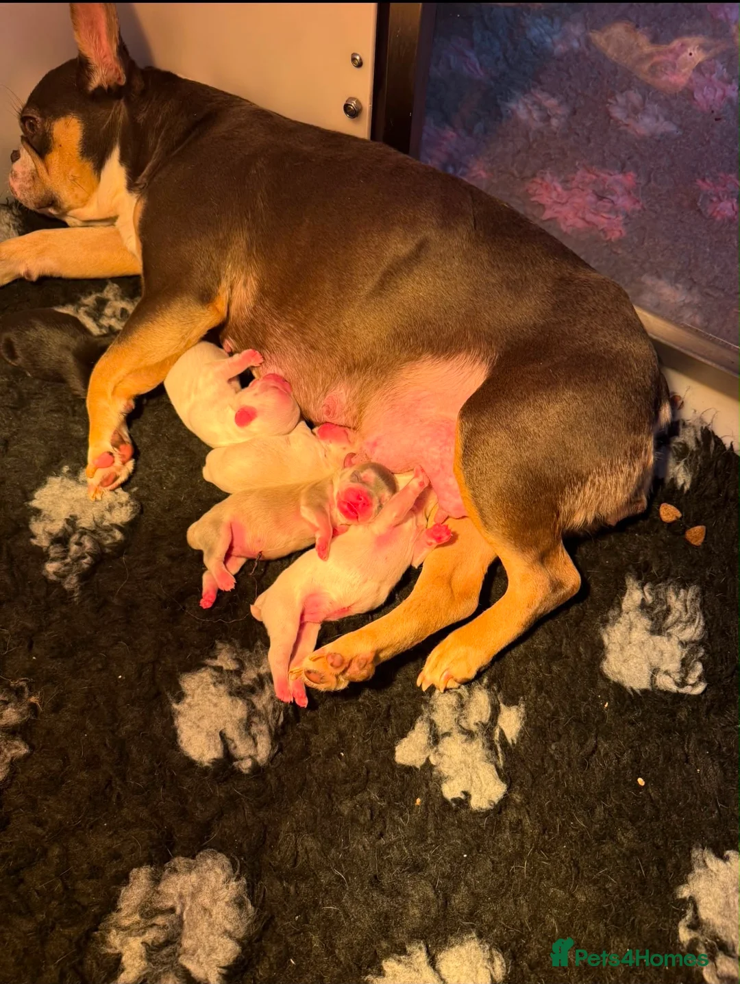 French Bulldog dogs for sale: Beautiful French bulldog pups 🩵 in Maldon - Advert 5