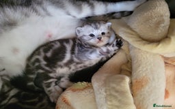 British Shorthair cats for sale: British Shorthair Silver Tabby  - Image 13