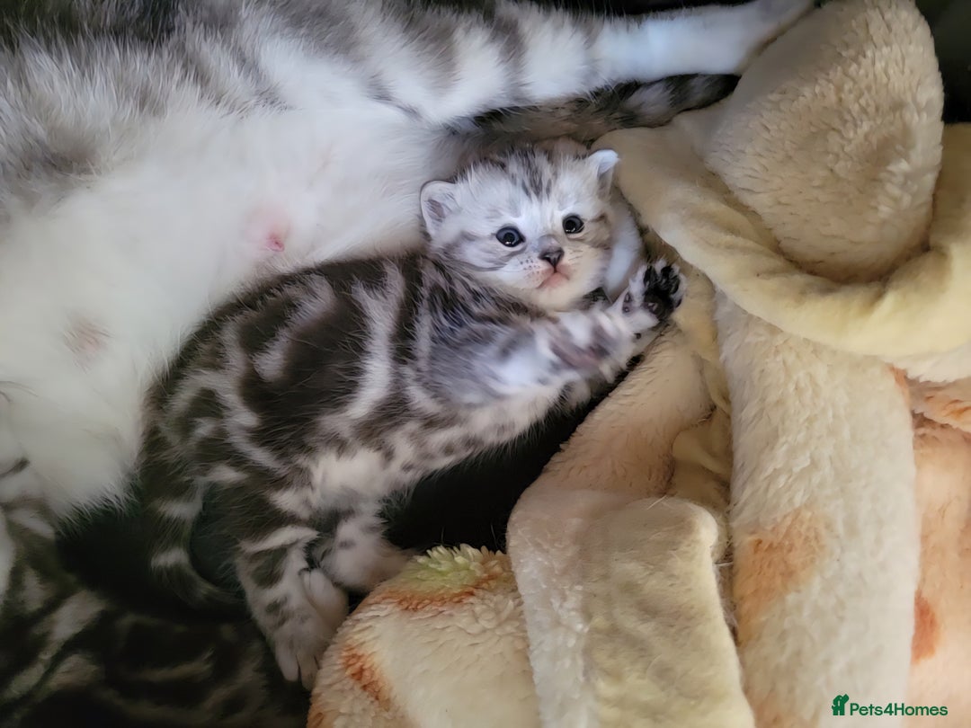 British Shorthair cats for sale: British Shorthair Silver Tabby  - Image 13