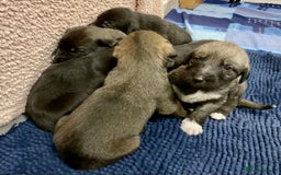 Mixed Breed dogs for sale: WOLFADOODLE F1B REVERSE. IRISH WOLFHOUND X  - Advert 6