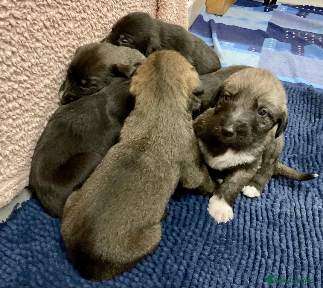 Mixed Breed dogs for sale: WOLFADOODLE F1B REVERSE. IRISH WOLFHOUND X  - Advert 6