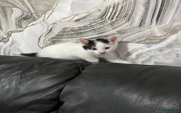 Domestic Shorthair cats for sale: Luna, Snow, Minx & Oreo - 10 Weeks old - Image 11