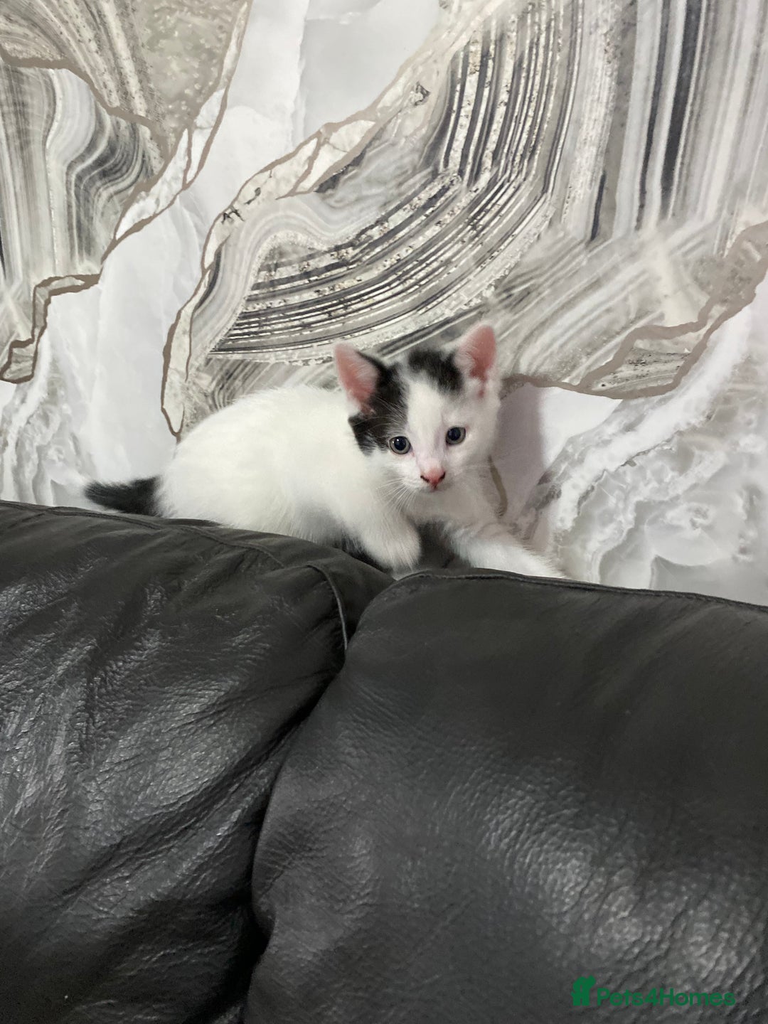 Domestic Shorthair cats for sale: Luna, Snow, Minx & Oreo - 10 Weeks old - Image 11