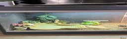 Tortoise reptiles for sale: Horsefield Tortoise  - Advert 5