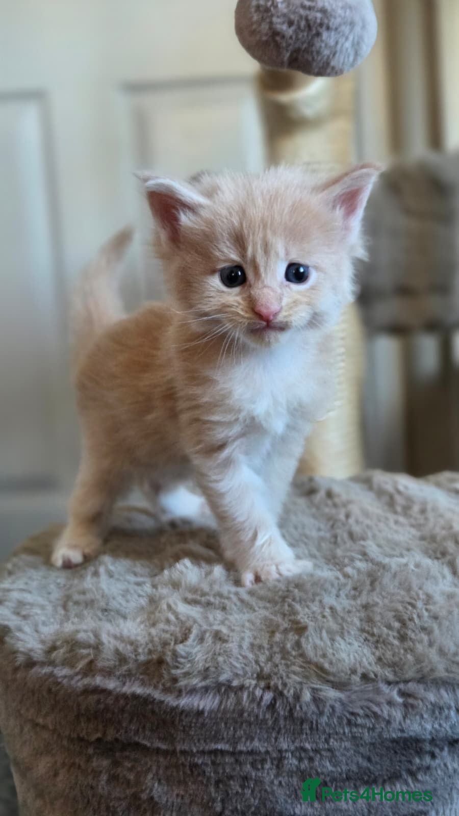 Maine Coon cats Beautiful, well handled Maincoon kittens  - Advert 14