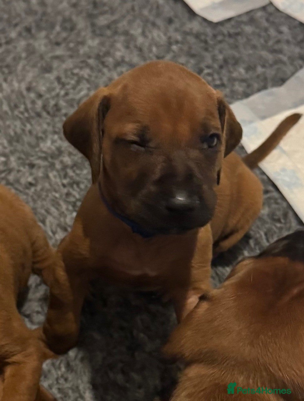 Rhodesian Ridgeback dogs Rhodesian Ridgeback litter - Advert 7