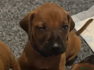 Rhodesian Ridgeback dogs Rhodesian Ridgeback litter - Advert 7