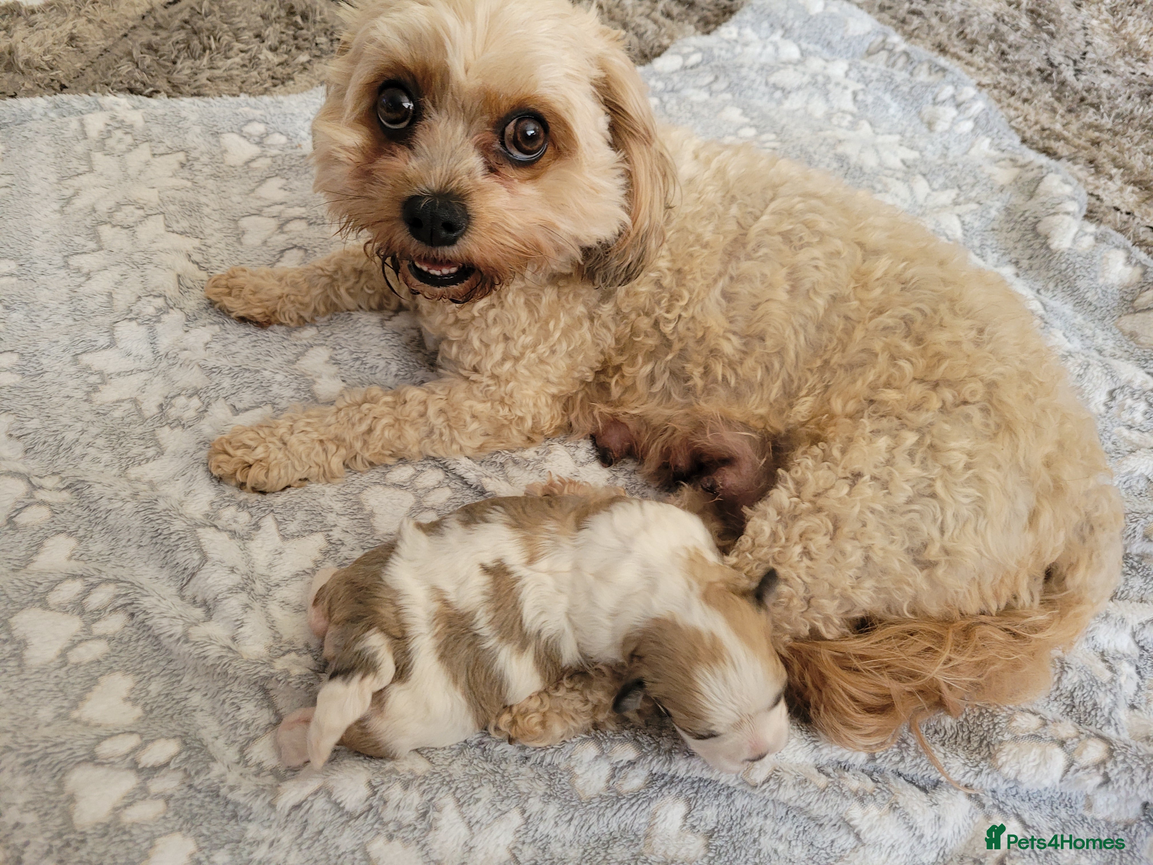 Mixed Breed dogs 8 week old puppy - Advert 5