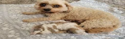 Mixed Breed dogs for sale: 8 week old puppy in Caerphilly - Advert 1