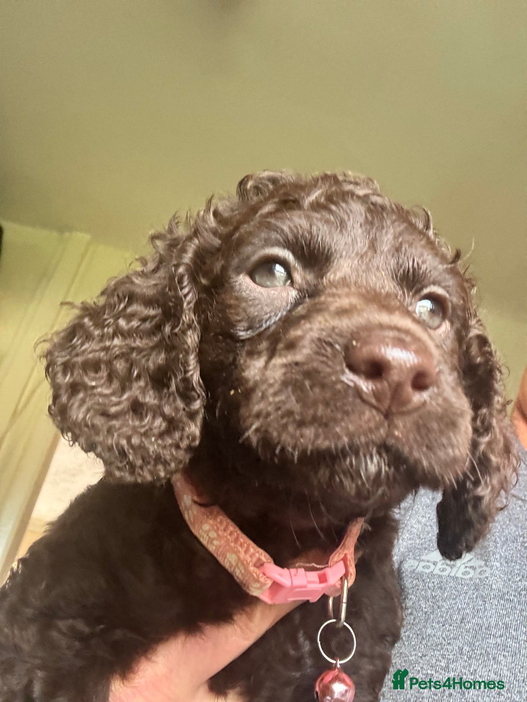 Cocker Spaniel dogs for sale: Cocker Spaniel pups. Ready 27/09/25 - Image 15