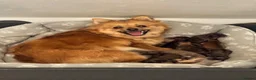 Pomeranian dogs for sale: ✨🐶 9  Beautiful Pomeranian Puppies  - Advert 5