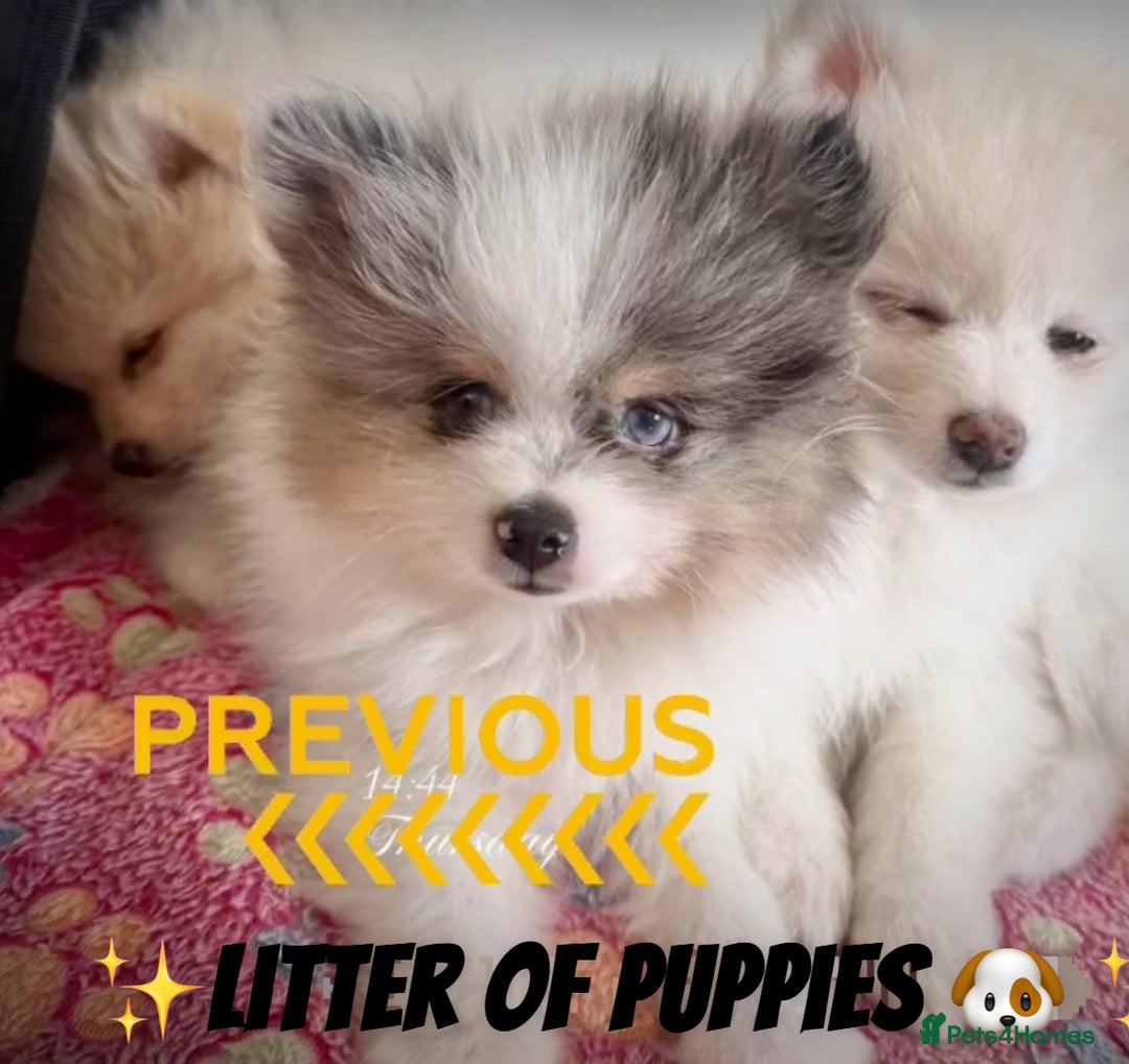 Pomeranian dogs for sale: ✨🐶SPECIAL SMALL SKY🩵BLUE 👀 POMS🐶✨ - Image 9