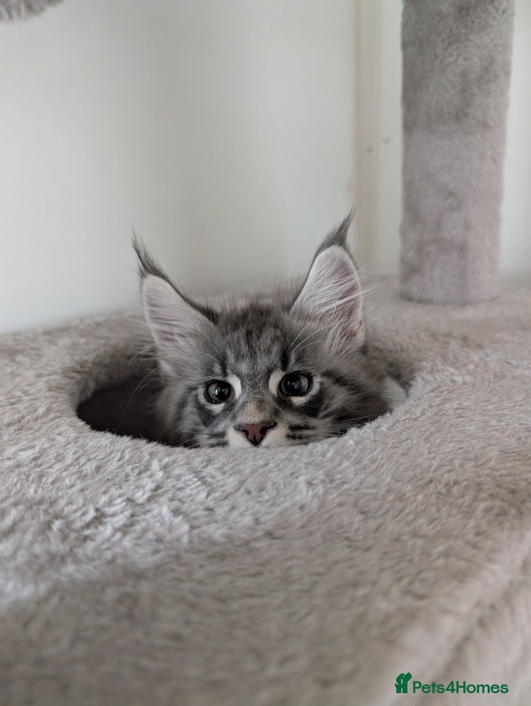 Maine Coon cats for sale: Maine Coon Kittens GCCF - Image 15