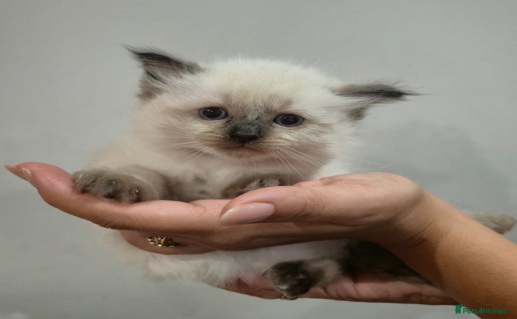 Ragdoll cats Sealpoint Ragdoll Kittens  - Advert 2
