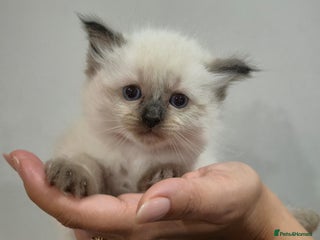 Ragdoll cats Sealpoint Ragdoll Kittens - Advert 2