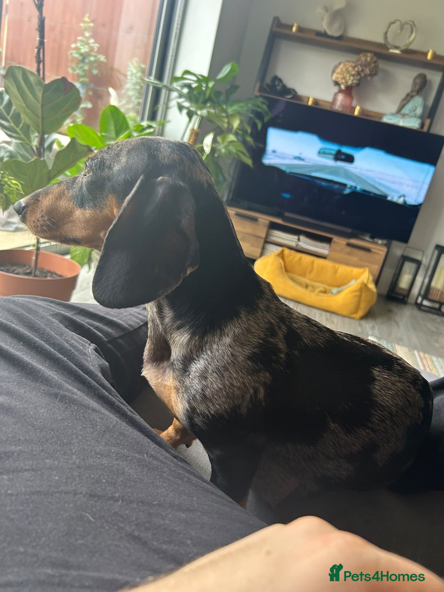 Dachshund dogs 4 Gorgeous Dachshund puppies for sale - Advert 1