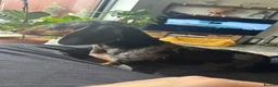 Dachshund dogs for sale: 4 Gorgeous Dachshund puppies for sale in Northwood - Advert 1