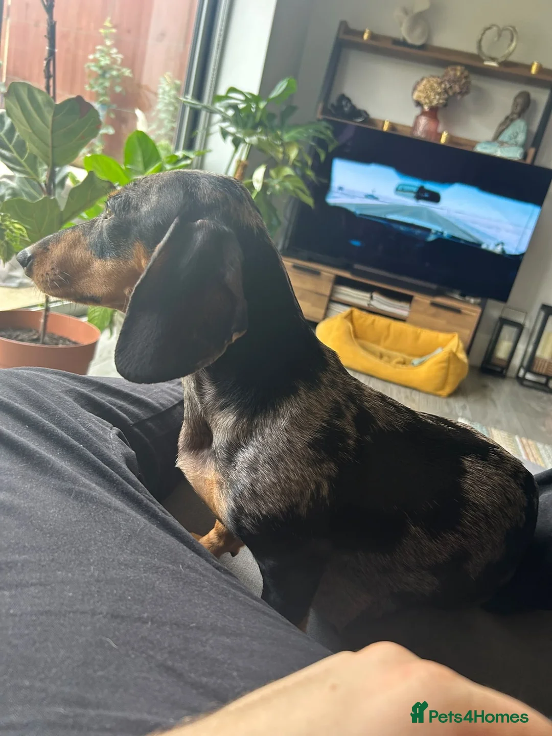 Dachshund dogs for sale: 4 Gorgeous Dachshund puppies for sale in Northwood - Advert 1