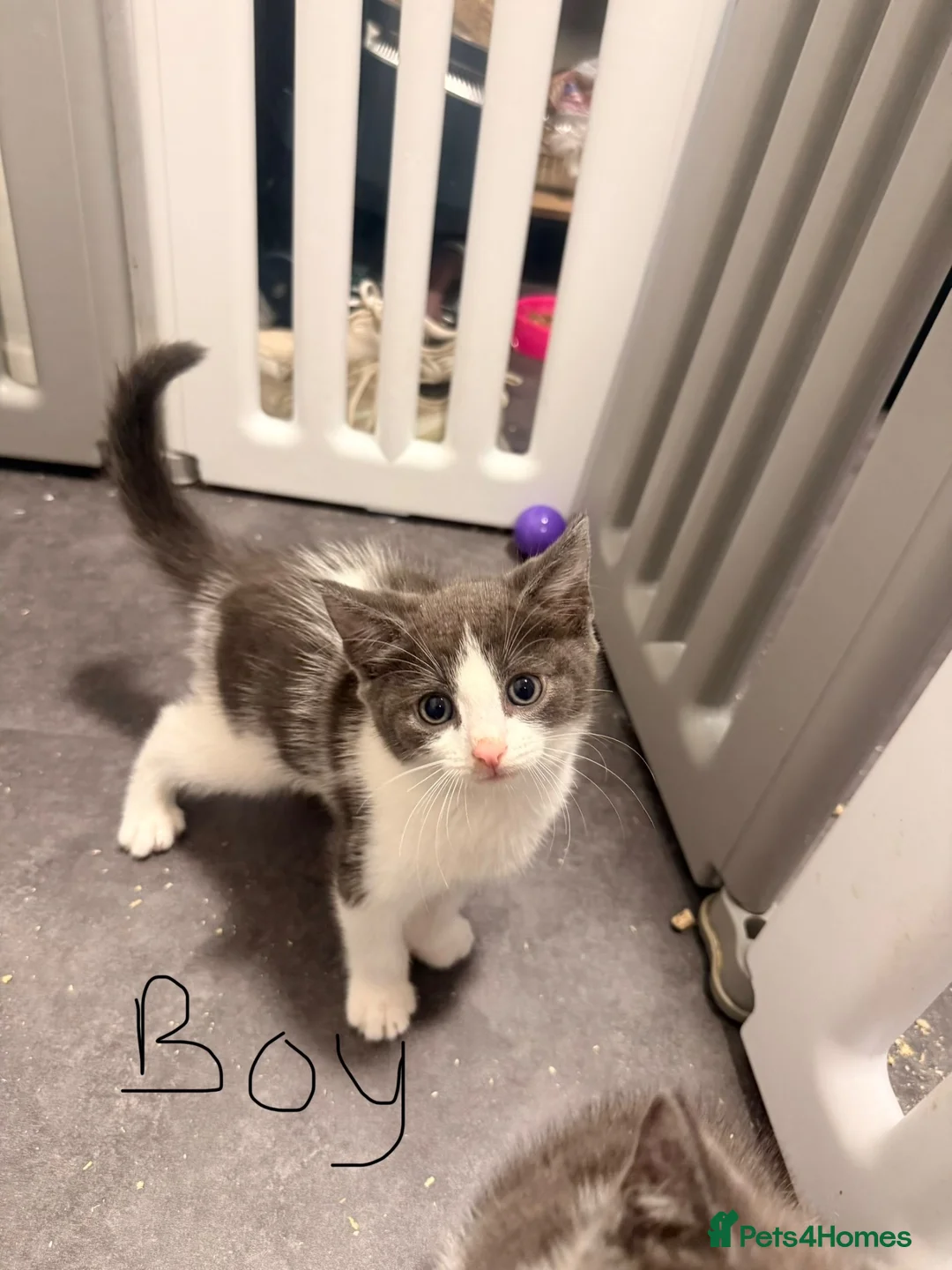 Mixed Breed cats for sale: 3 grey and white kittens - Advert 2