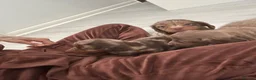 Miniature Dachshund dogs for sale: Miniature dachshund - Advert 10