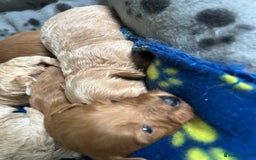 Maltipoo dogs for sale: ✨ Maltipoo Puppies Looking for Forever Homes! ✨ - Image 9