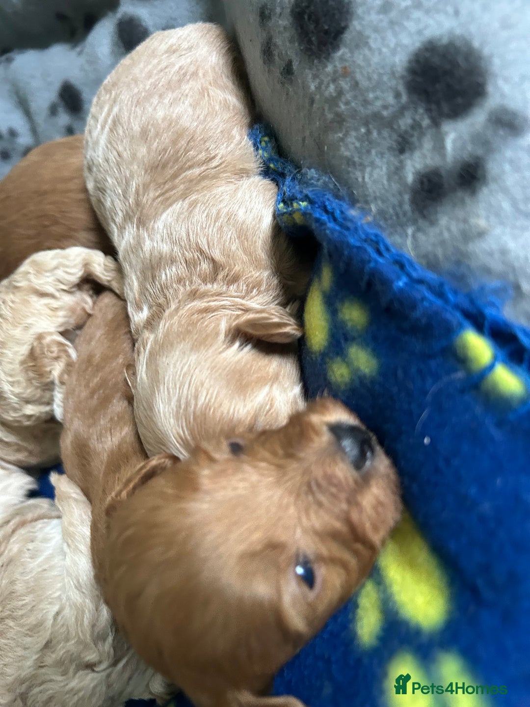 Maltipoo dogs for sale: ✨ Maltipoo Puppies Looking for Forever Homes! ✨ - Image 9