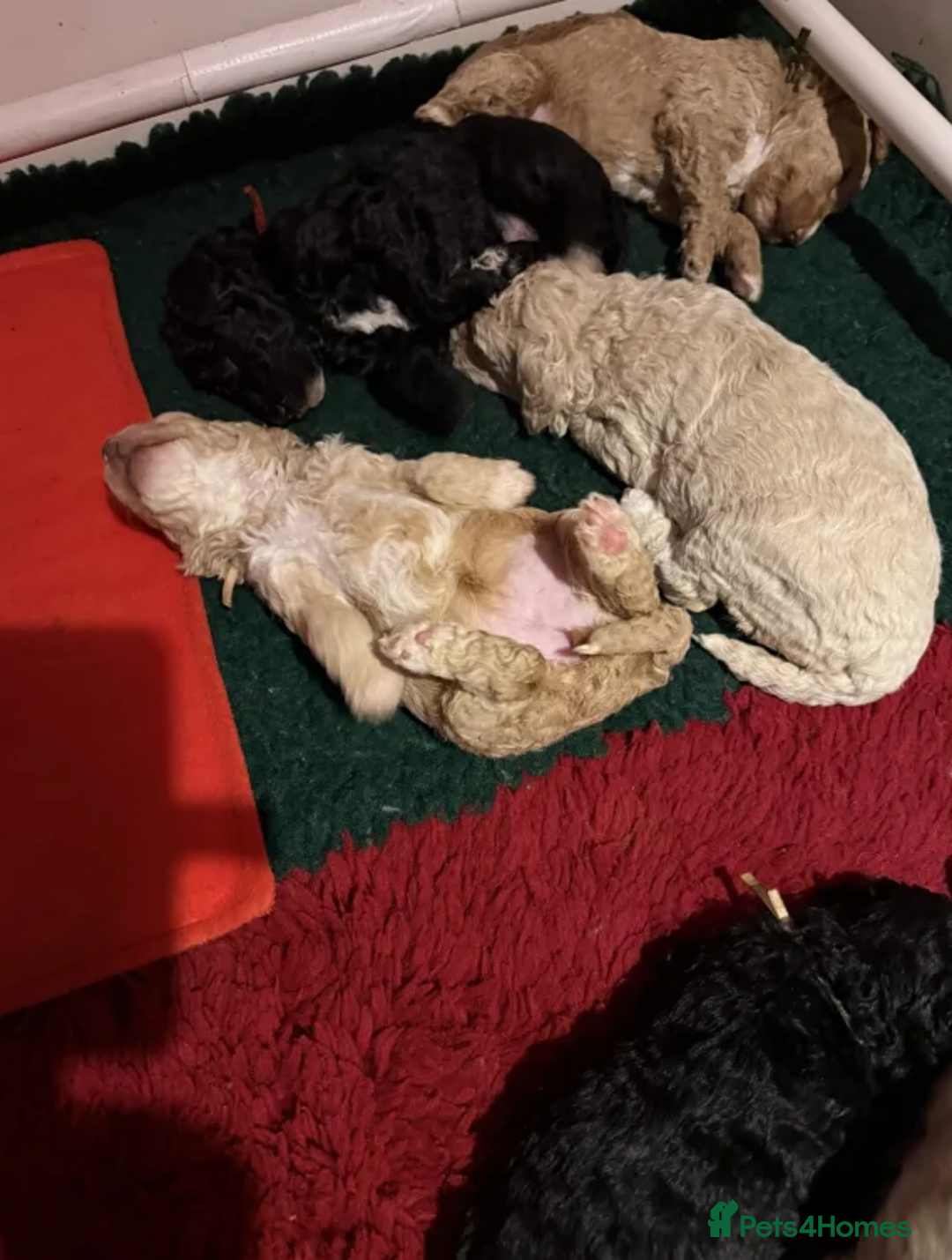 Australian Labradoodle dogs for sale: Fluffy Australian Labradoodle Pups-Ready for You - Advert 6