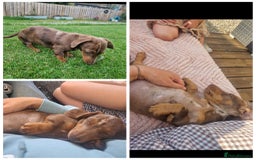 Miniature Dachshund dogs for sale: Beautiful chocolate dapple female - Image 2