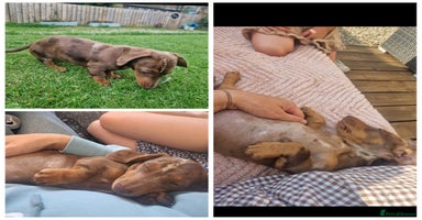 Miniature Dachshund dogs - Advert 5